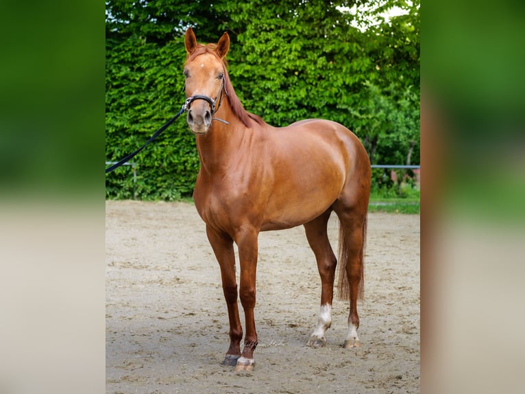 Westfale Stute 4 Jahre 162 cm Fuchs in Köln
