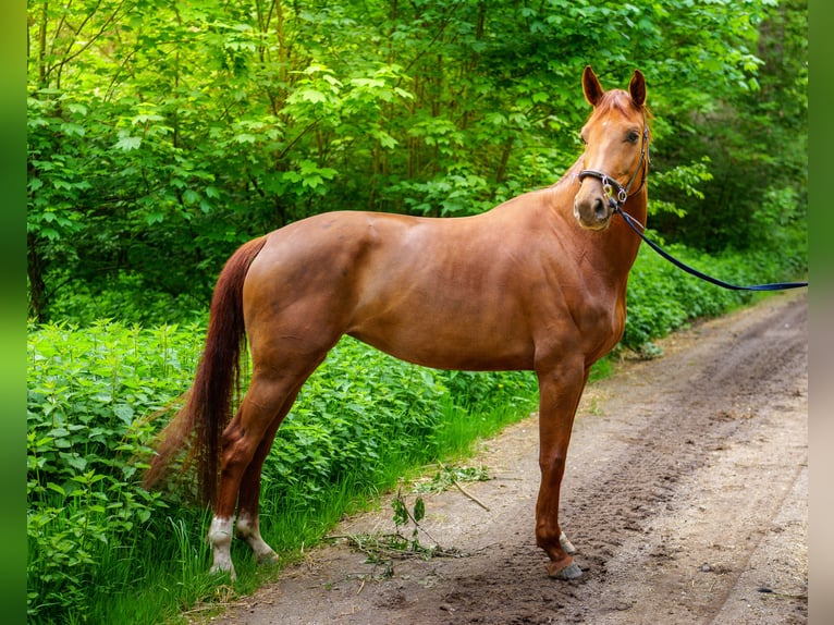 Westfale Stute 4 Jahre 162 cm Fuchs in Köln