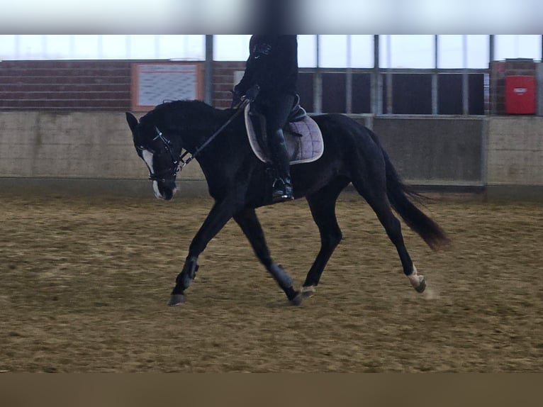 Westfale Stute 4 Jahre 162 cm Rappe in Wachtendonk