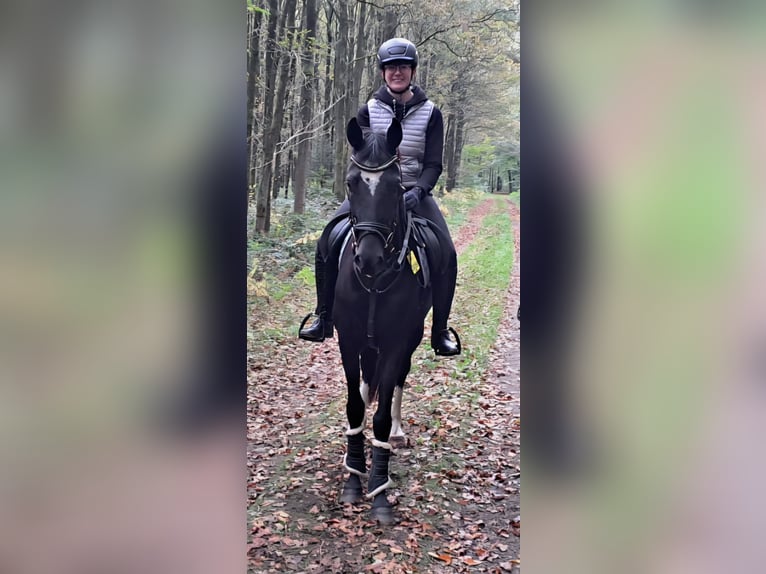 Westfale Stute 4 Jahre 162 cm Schwarzbrauner in Raesfeld