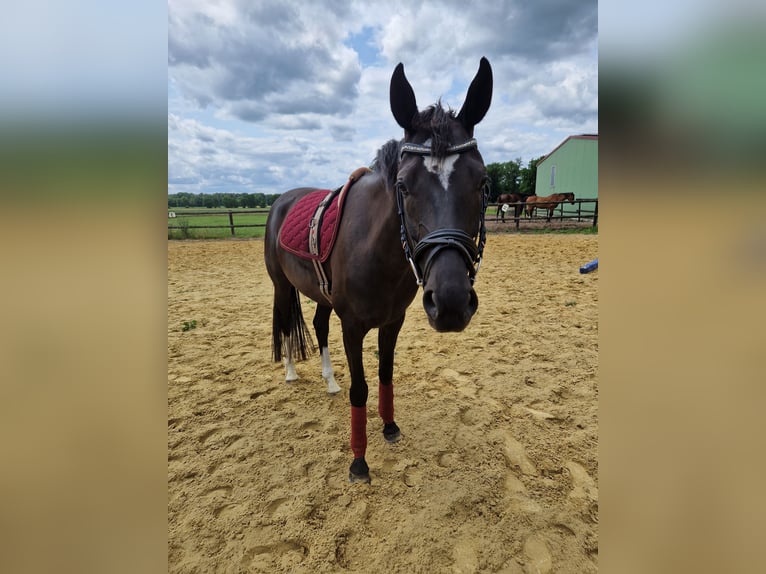 Westfale Stute 4 Jahre 162 cm Schwarzbrauner in Raesfeld
