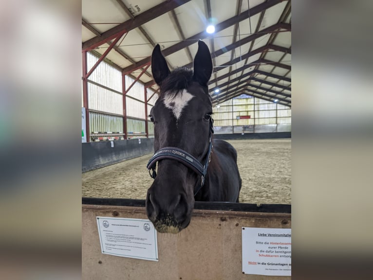 Westfale Stute 4 Jahre 162 cm Schwarzbrauner in Raesfeld