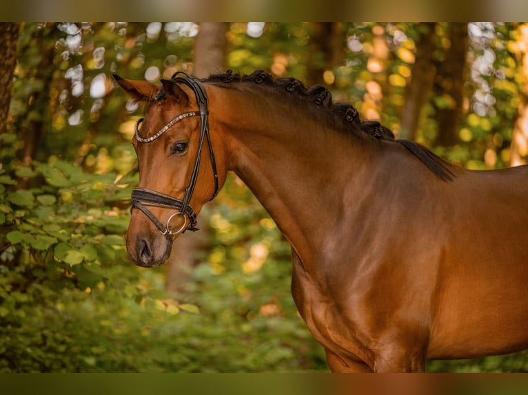 Westfale Stute 4 Jahre 163 cm Brauner in Wehringen