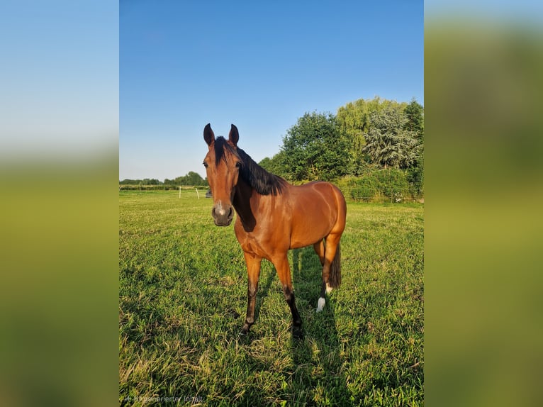 Westfale Stute 4 Jahre 163 cm Brauner in Wagenfeld