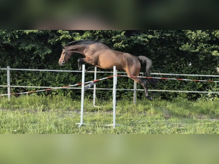 Westfale Stute 4 Jahre 163 cm Brauner in Hövelhof