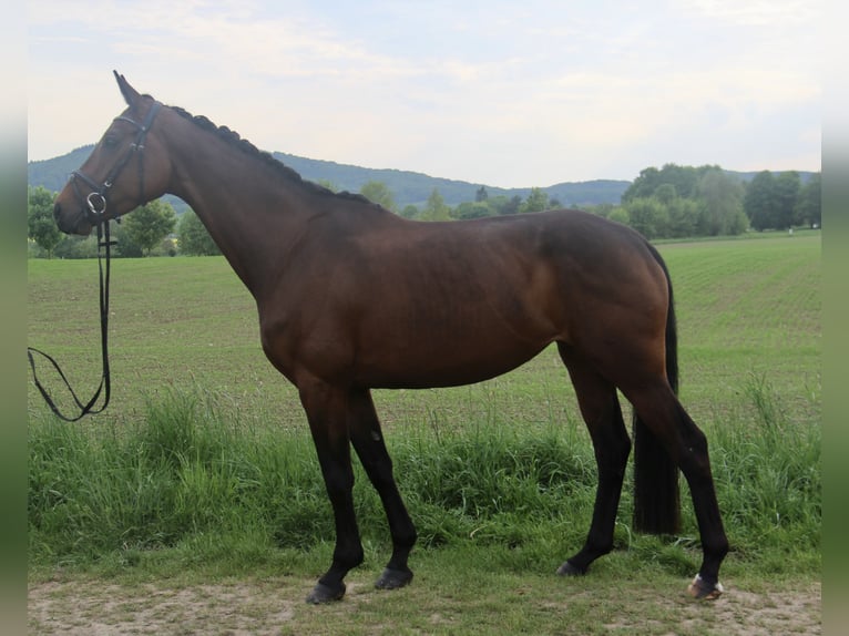 Westfale Stute 4 Jahre 163 cm Dunkelbrauner in Bückeburg