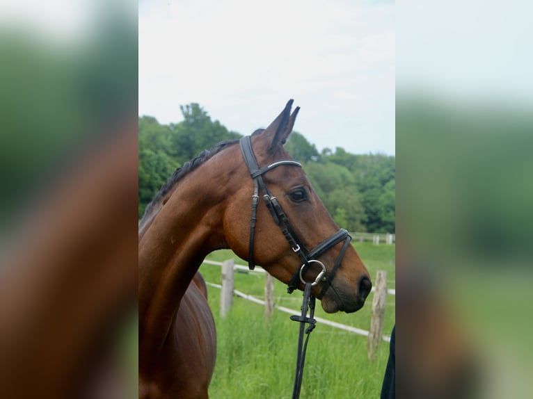 Westfale Stute 4 Jahre 163 cm Dunkelbrauner in Bückeburg