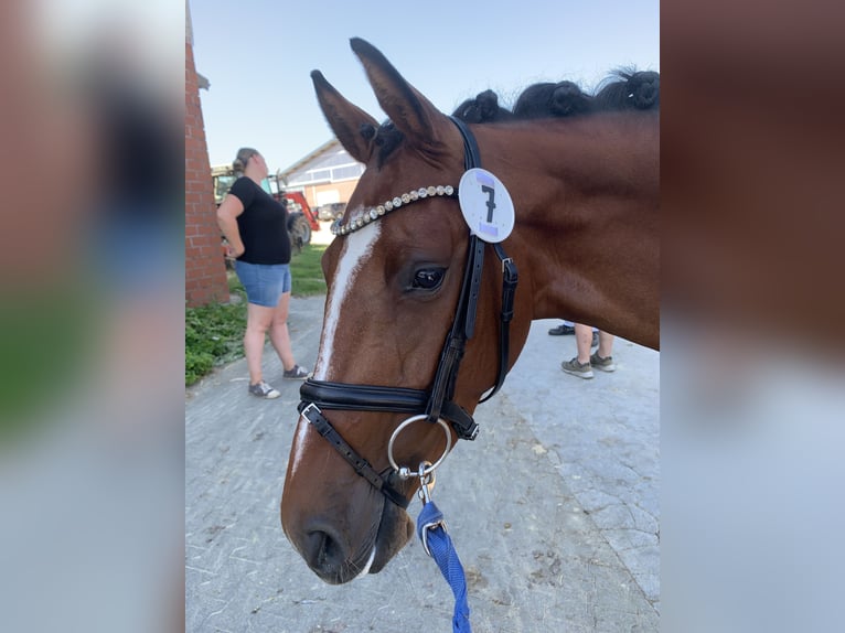 Westfale Stute 4 Jahre 163 cm Dunkelbrauner in Hamm