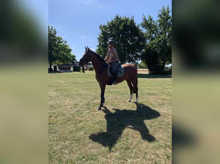 Westfale Stute 4 Jahre 163 cm Dunkelbrauner in Hamm