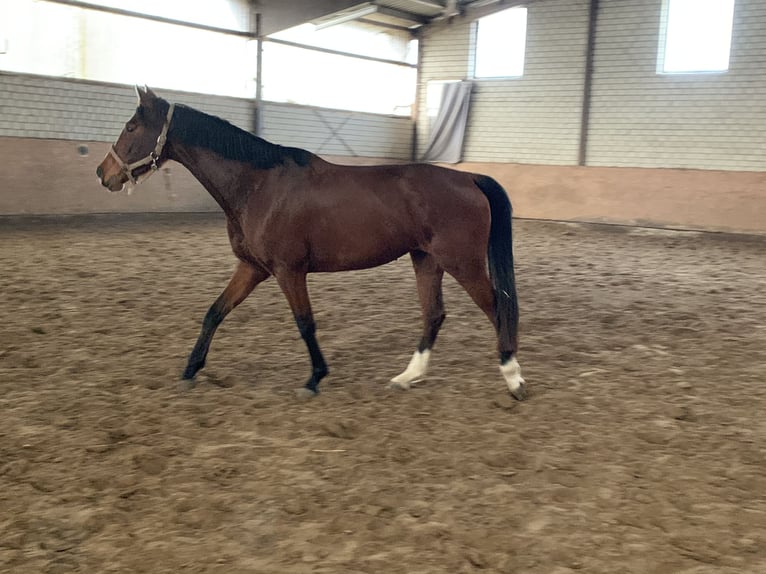 Westfale Stute 4 Jahre 163 cm Dunkelbrauner in Hamm