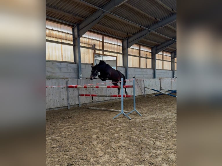 Westfale Stute 4 Jahre 163 cm Dunkelbrauner in Vlotho