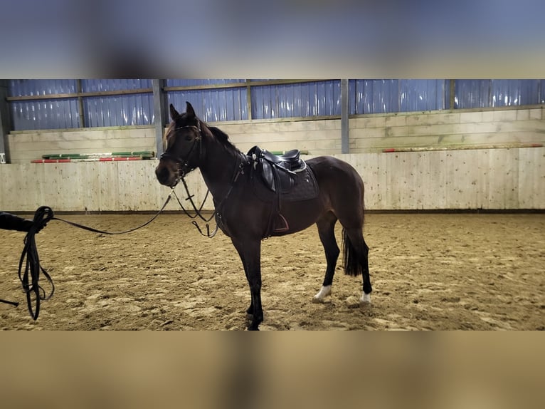 Westfale Stute 4 Jahre 163 cm Dunkelbrauner in Vlotho