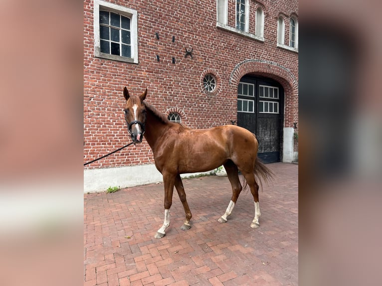 Westfale Stute 4 Jahre 163 cm Dunkelfuchs in Borken