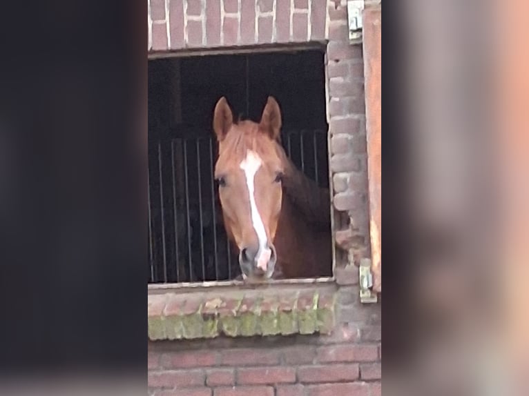 Westfale Stute 4 Jahre 163 cm Dunkelfuchs in Borken
