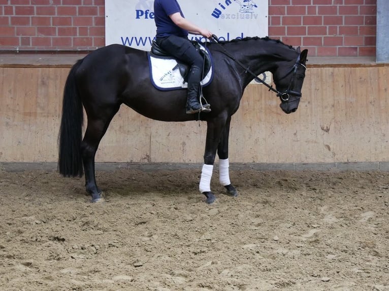 Westfale Stute 4 Jahre 163 cm in Dorsten