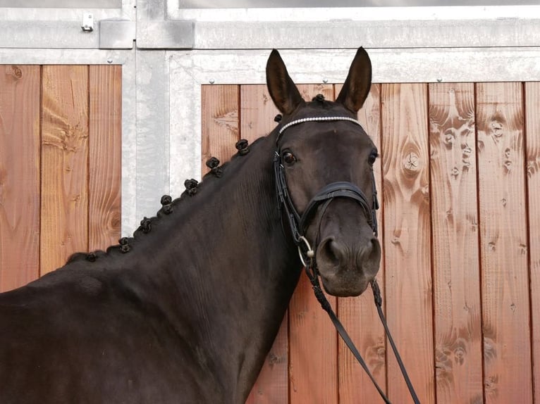 Westfale Stute 4 Jahre 163 cm in Dorsten