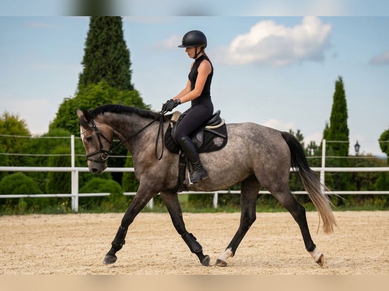 Westfale Stute 4 Jahre 163 cm Schimmel in Wysin