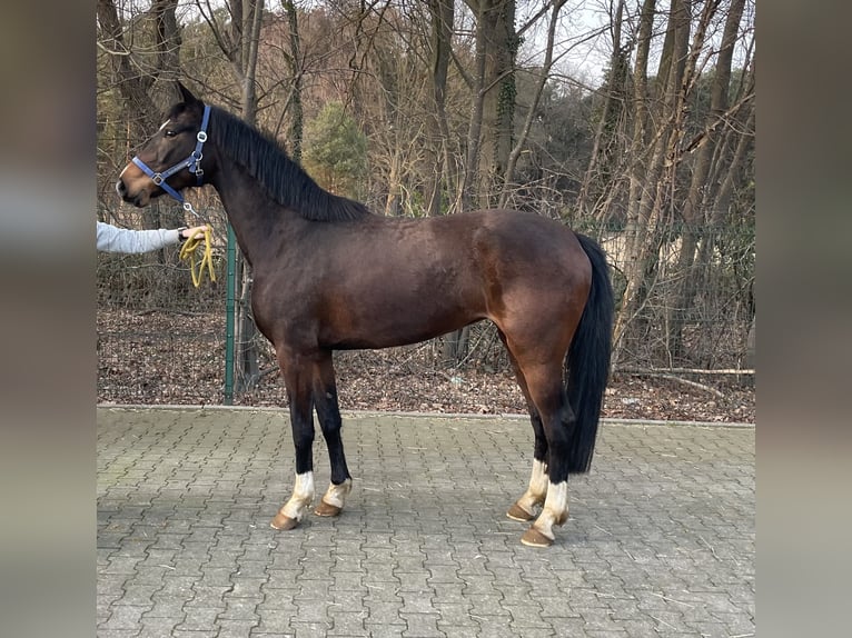 Westfale Stute 4 Jahre 164 cm Brauner in Verl