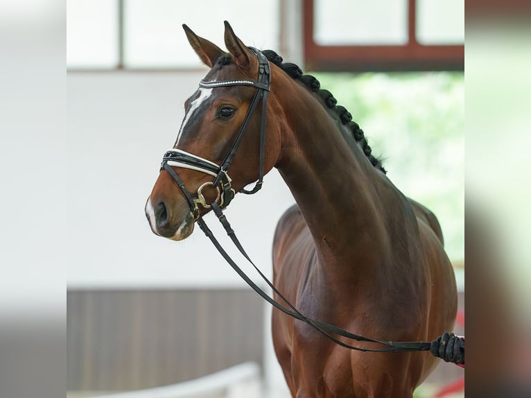 Westfale Stute 4 Jahre 164 cm Brauner in Münster-Handorf