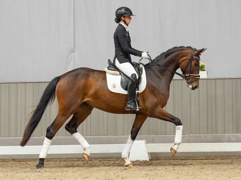 Westfale Stute 4 Jahre 164 cm Brauner in Münster-Handorf