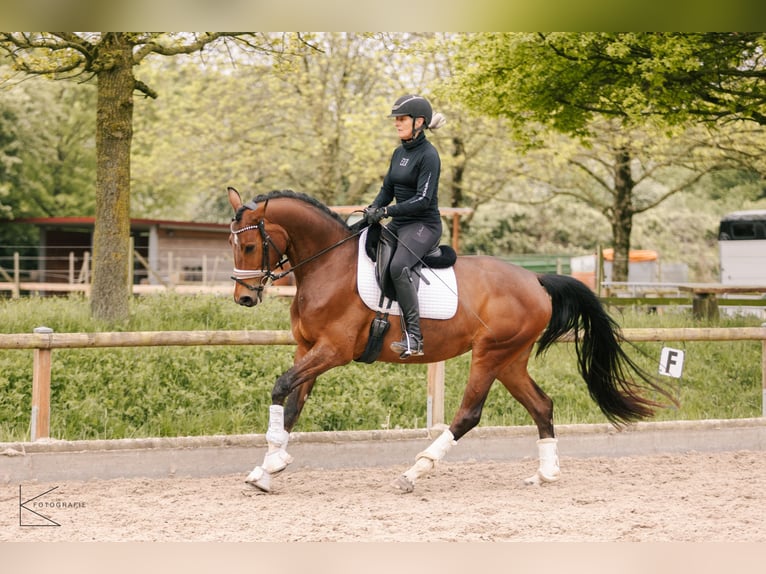 Westfale Stute 4 Jahre 164 cm Brauner in Meerbusch