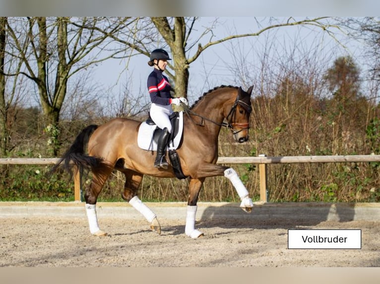 Westfale Stute 4 Jahre 164 cm Brauner in Meerbusch