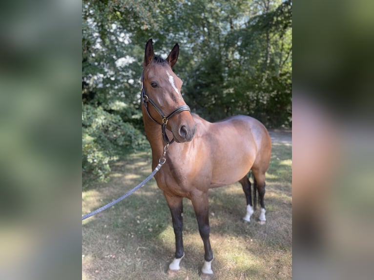 Westfale Stute 4 Jahre 164 cm Brauner in AhausAhaus