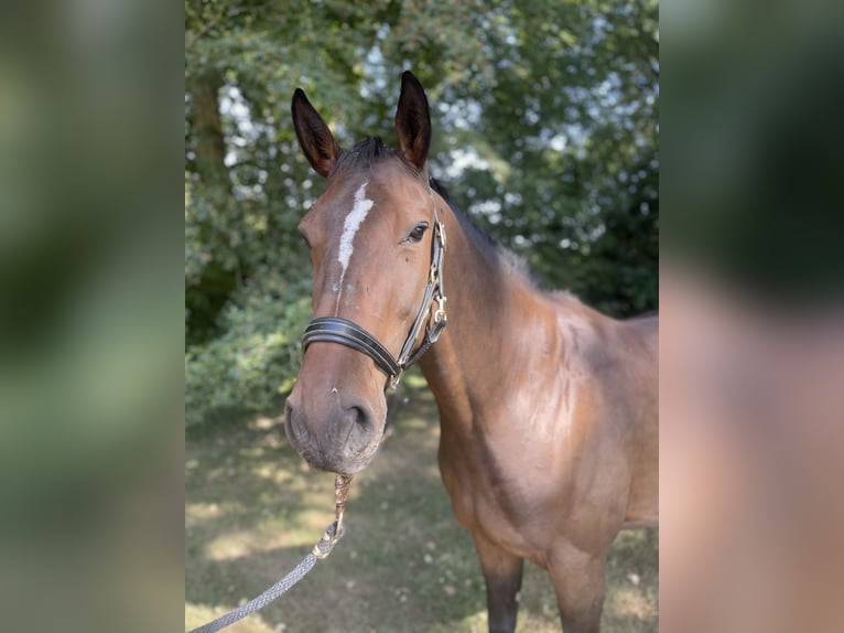 Westfale Stute 4 Jahre 164 cm Brauner in AhausAhaus