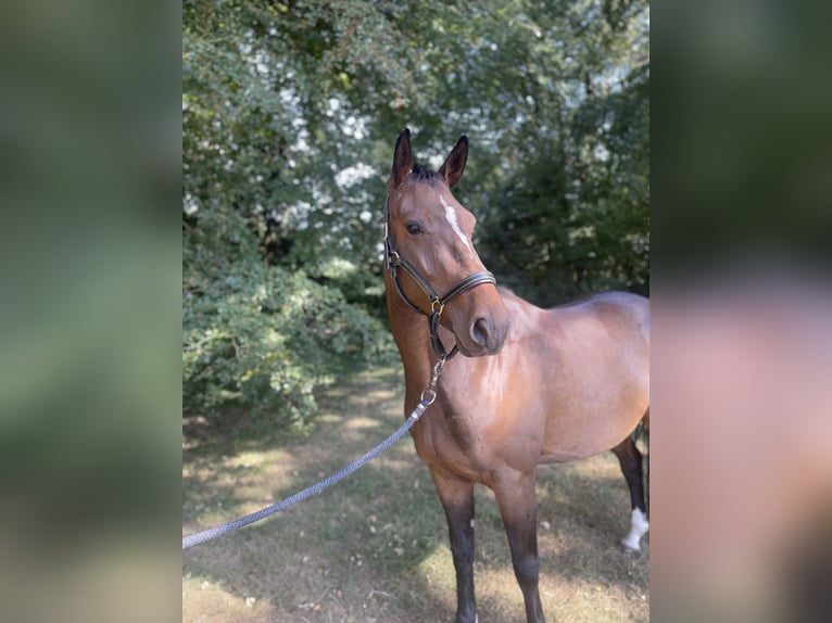 Westfale Stute 4 Jahre 164 cm Brauner in AhausAhaus