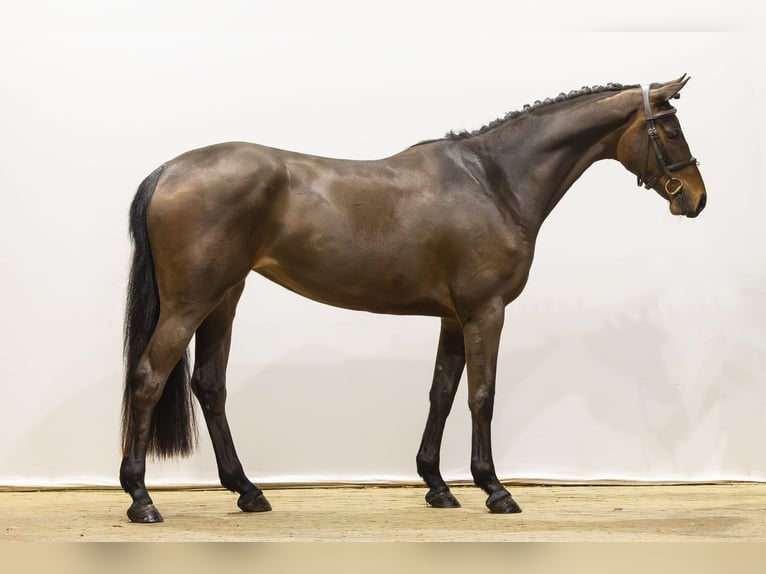 Westfale Stute 4 Jahre 164 cm Brauner in Waddinxveen