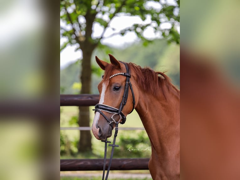 Westfale Stute 4 Jahre 164 cm Fuchs in Rahden