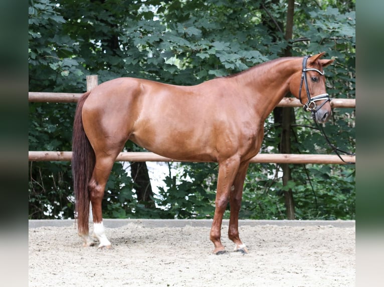 Westfale Stute 4 Jahre 164 cm Fuchs in Wuppertal