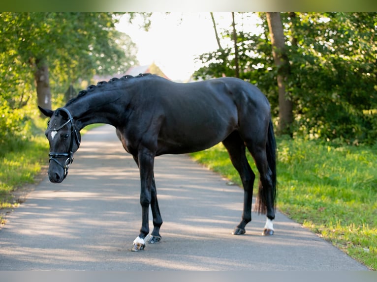 Westfale Stute 4 Jahre 164 cm Rappe in Harsewinkel