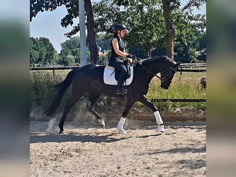 Westfale Stute 4 Jahre 164 cm Rappe in Harsewinkel