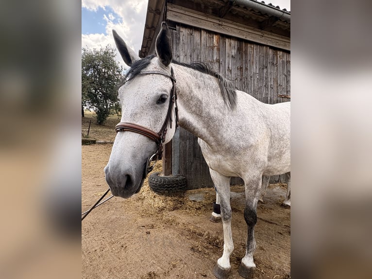 Westfale Stute 4 Jahre 164 cm Schimmel in Markt Nordheim