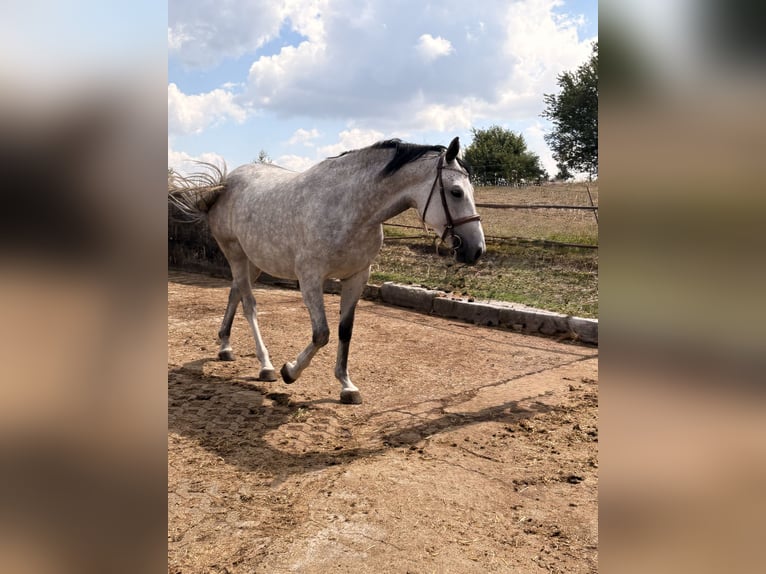 Westfale Stute 4 Jahre 164 cm Schimmel in Markt Nordheim