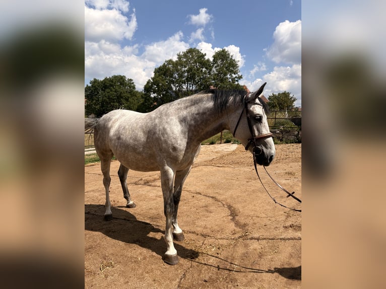 Westfale Stute 4 Jahre 164 cm Schimmel in Markt Nordheim