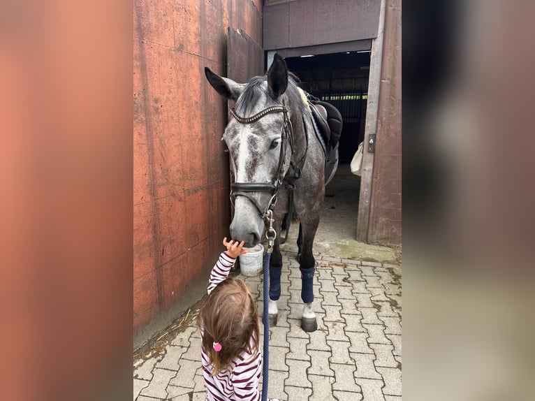 Westfale Stute 4 Jahre 165 cm Apfelschimmel in Telgte