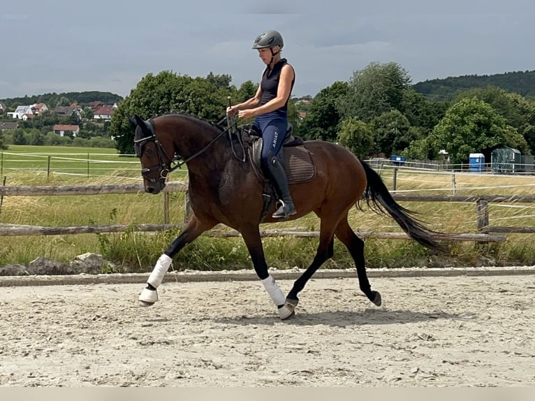 Westfale Stute 4 Jahre 165 cm Brauner in Lichtenfels