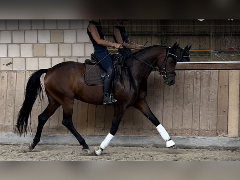 Westfale Stute 4 Jahre 165 cm Brauner in Lichtenfels