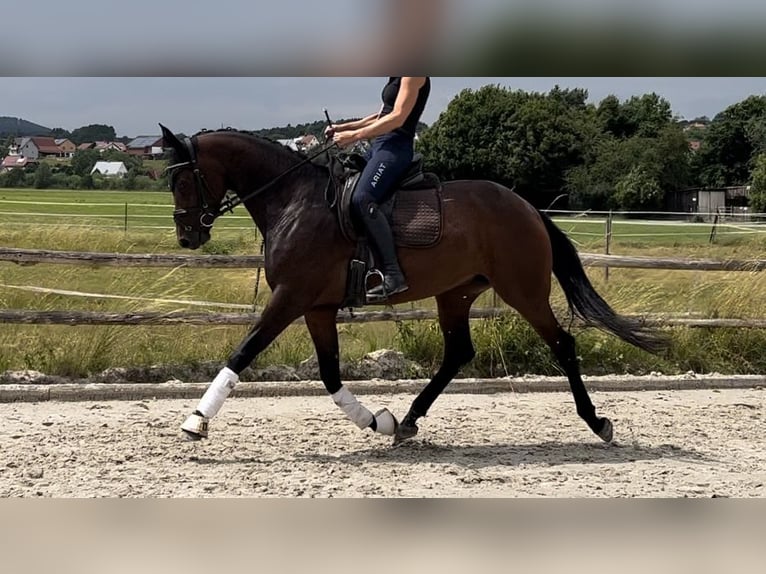 Westfale Stute 4 Jahre 165 cm Brauner in Lichtenfels