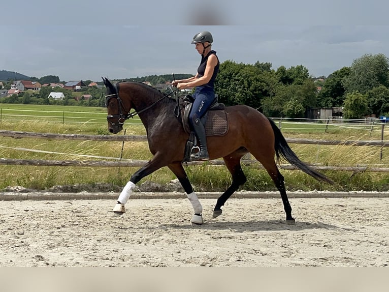 Westfale Stute 4 Jahre 165 cm Brauner in Lichtenfels