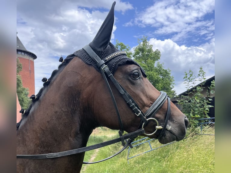 Westfale Stute 4 Jahre 165 cm Brauner in Lichtenfels