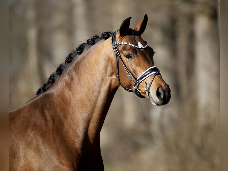 Westfale Stute 4 Jahre 165 cm Brauner in Steinfurt