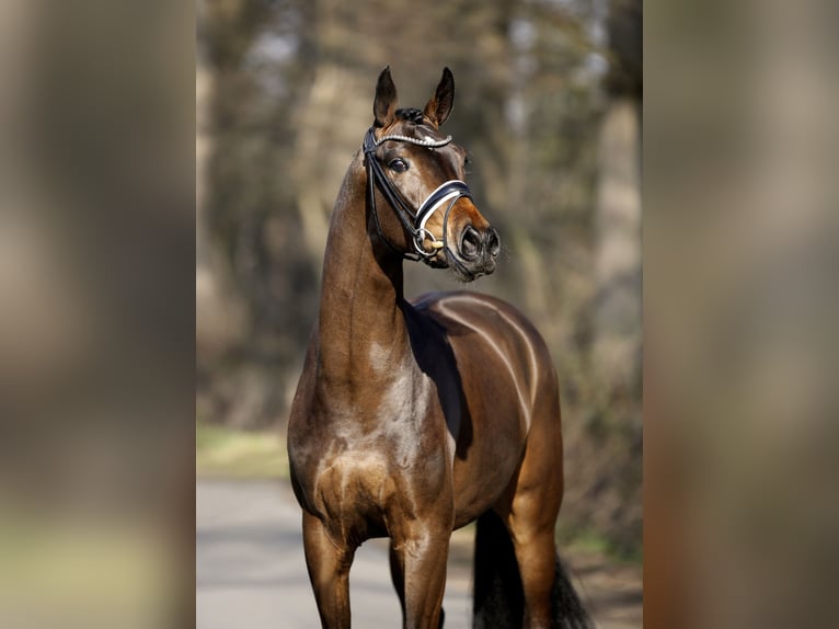 Westfale Stute 4 Jahre 165 cm Brauner in Steinfurt