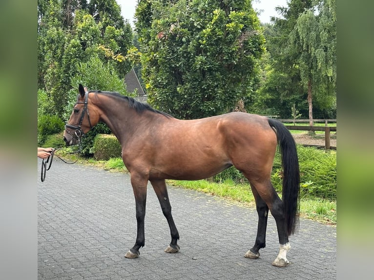 Westfale Stute 4 Jahre 165 cm Brauner in Hamm