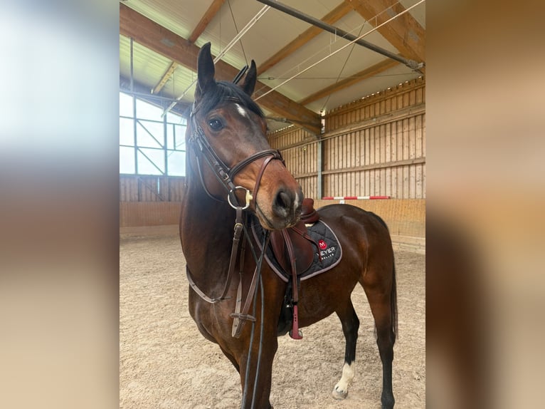 Westfale Stute 4 Jahre 165 cm Brauner in Feichten