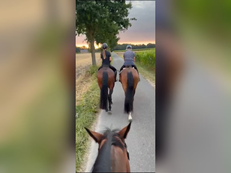 Westfale Stute 4 Jahre 165 cm Brauner in Schöppingen