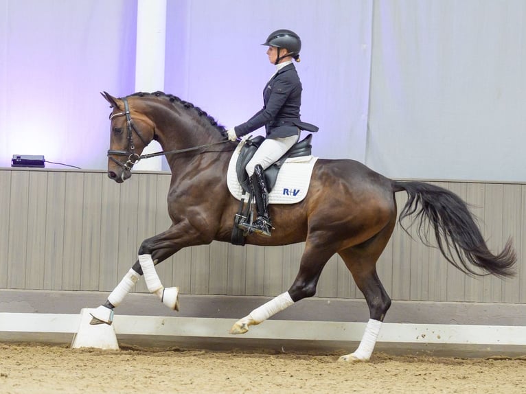 Westfale Stute 4 Jahre 165 cm Dunkelbrauner in Mnster-Handorf