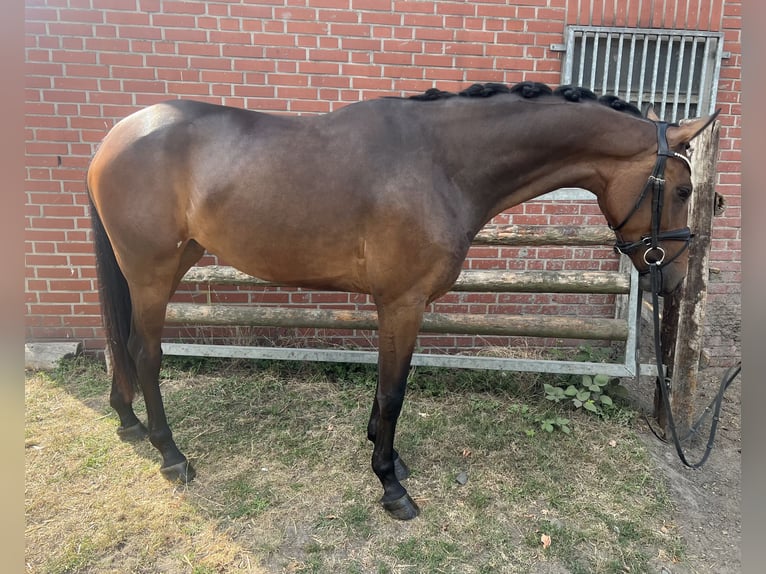 Westfale Stute 4 Jahre 165 cm Dunkelbrauner in M&#xFC;nster